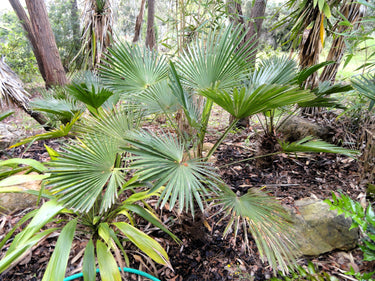 10 WAGNER WINDMILL PALM Dwarf Chusa Trachycarpus Fortunei Wagnerianus Tree Houseplant Seeds